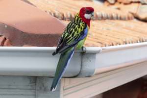 eastern-rosella-829724_1280